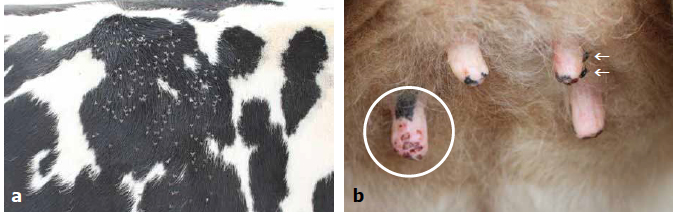 Spotted black and white hair of a Holstein heifer with white speckles visible on the black hair; udder with one teat showing spotty lesions which is circled and another teat with arrows pointing to hornflies on the side of it